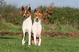 BASENJI 085